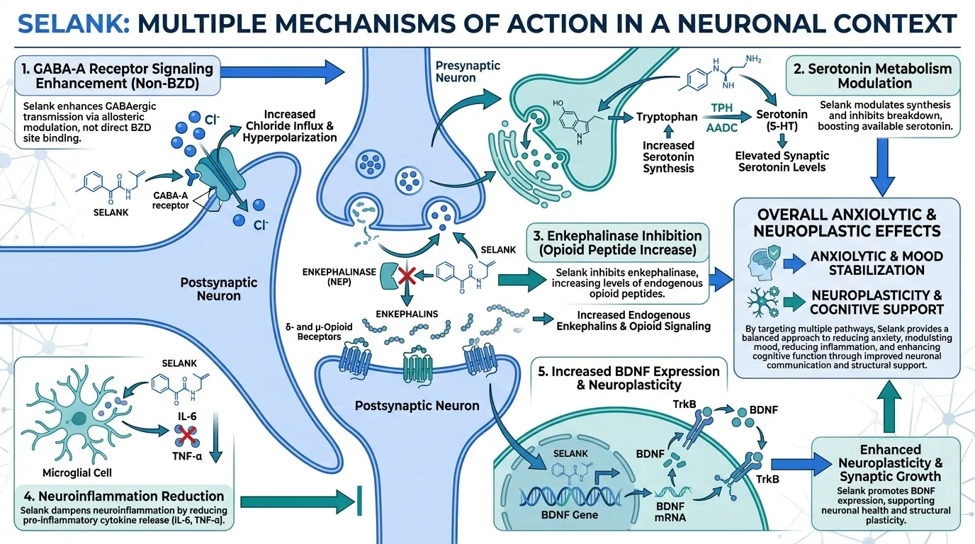 dihexa mechanism of action nootropic Peptides for Depression and Anxiety: From Approved Treatments to Research Compounds - Evidence-Based Guide | PPW EZ Foil Starter Package Option:Labs & Wellness Visit Process of Lumbar Degenerative