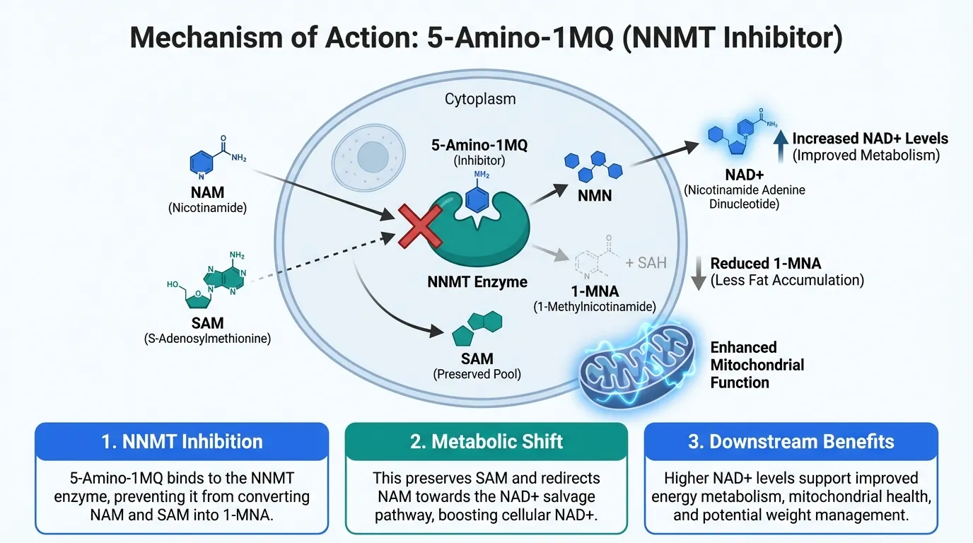 5-Amino-1MQ: Complete Overview and Research Guide