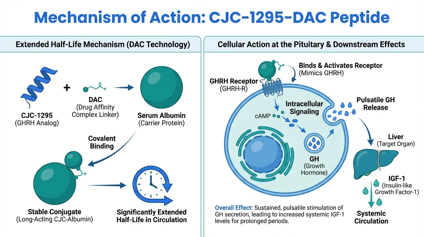 CJC-1295 DAC Guide: Dosing, Half-Life & Discontinuation | Peptide ...