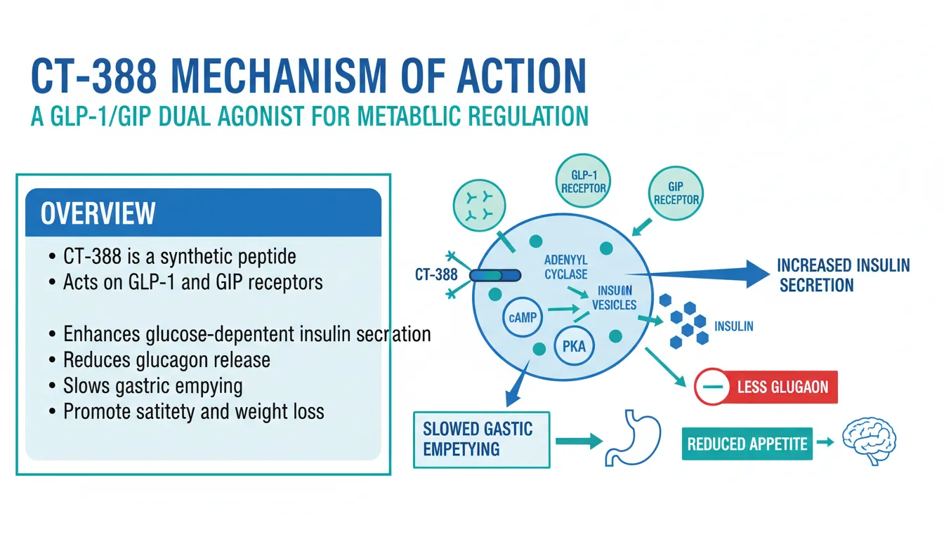 glp-1/gip receptor agonist Mechanisms of action and therapeutic applications of GLP-1 and dual GIP/GLP-1 agonists GLP-1 and GIP receptor signaling