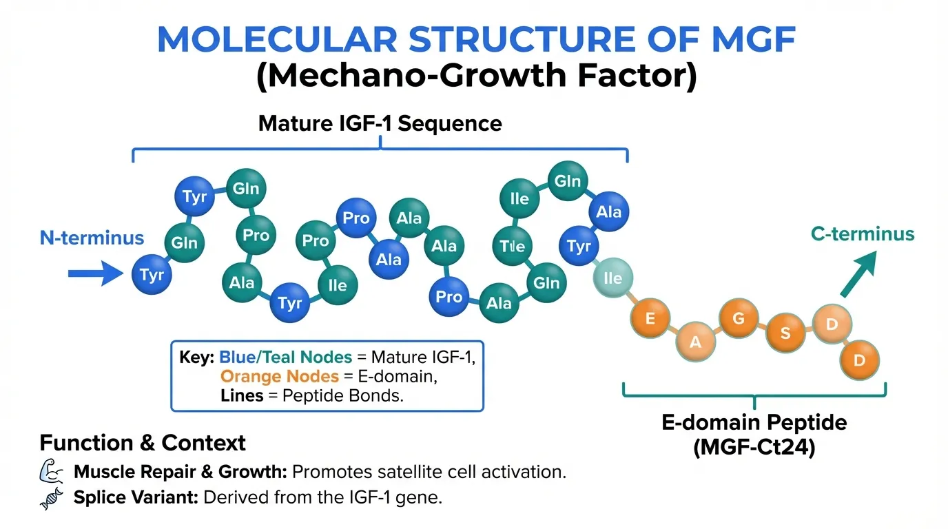 MGF Molecular Structure And Properties Peptide Protocol Wiki mgf-molecular-structure-and-properties-peptide-protocol-wiki